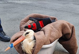 Kuriose Feuerwehreinsätze