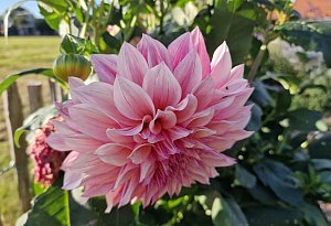 Lena Morgenstern Gewinner-Garten