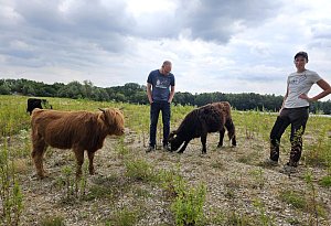 Naturschutz - in Müssen grasen Schottische Rinder