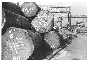 Historische Fotos vom Lemgoer Furnierwerk Möhring