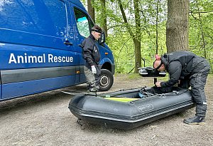 Die Schwanen-Rettung auf dem Holzbachteich in den Heeper Fichten