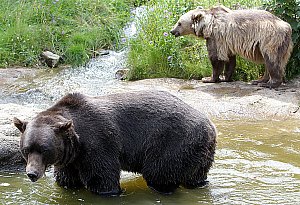Braunb&auml;r Max aus dem Bielefelder Tierpark Olderdissen