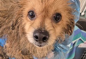 Bielefeld: Tiersch&uuml;tzer entsetzt &uuml;ber verwahrloste Hunde