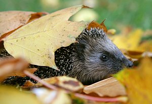 Igel durchstreift einen Blätterhaufen - Patrick Pleul/dpa/dpa-tmn