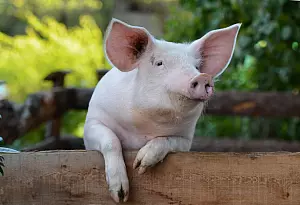 Bild zu PR-Anzeige: Die Lippischen Land-Wirte starten 2026 saulecker