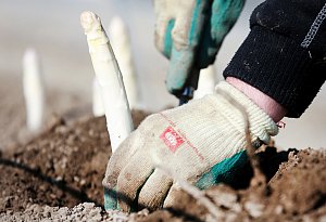 Video: Weshalb es gar nicht so leicht ist, Spargel zu stechen