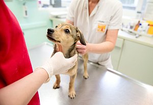 Hund wird beim Tierarzt untersucht - Inga Kjer/dpa-tmn