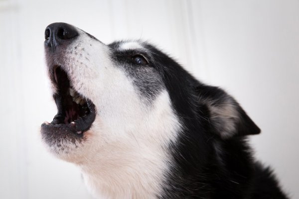 Hundebellen stoppen - © Foto: Florian Schuh/dpa-tmn