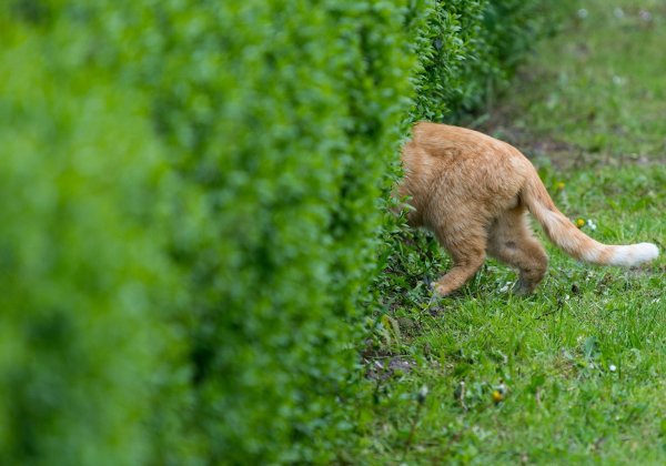 Katze im Garten - © Foto: Patrick Pleul/dpa