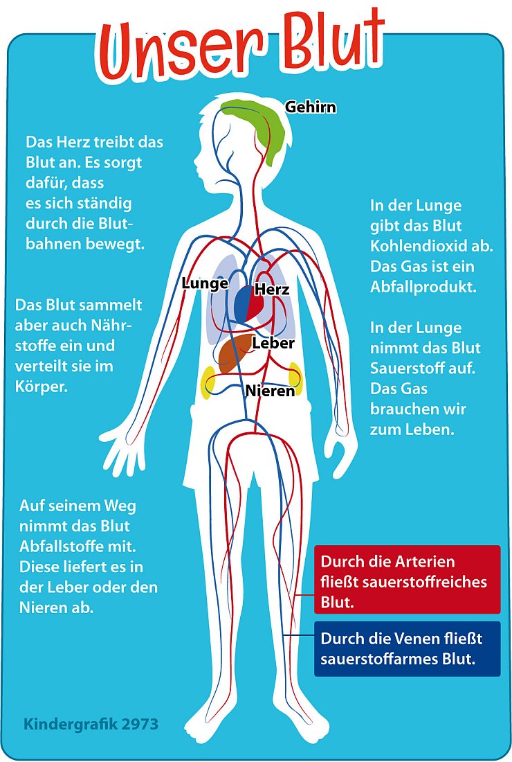 Welchen Weg nimmt das Blut durch unseren Körper und was macht es. Grafik: C. Goldammer - © Infografik dpa