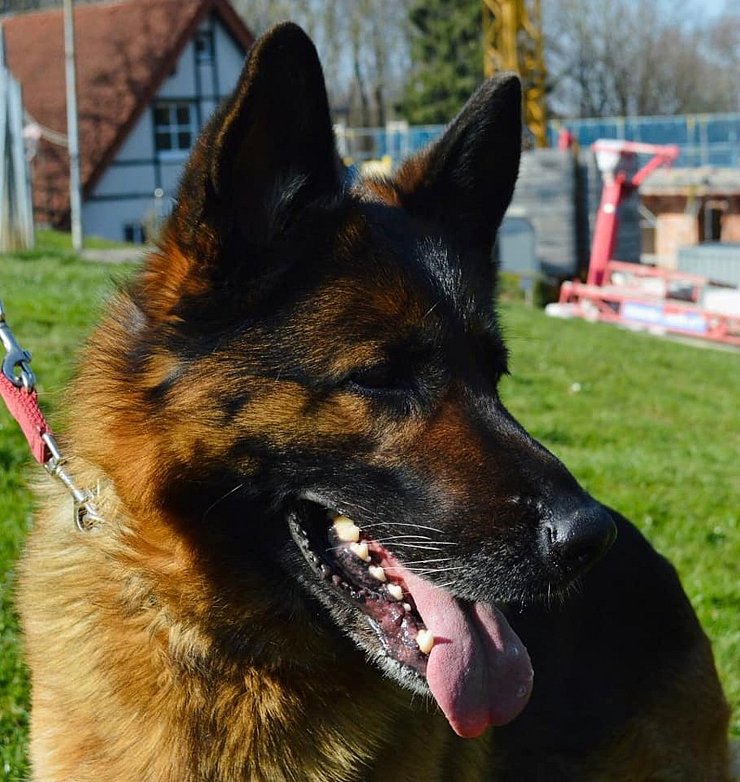 Bailey. - © Tierheim Detmold