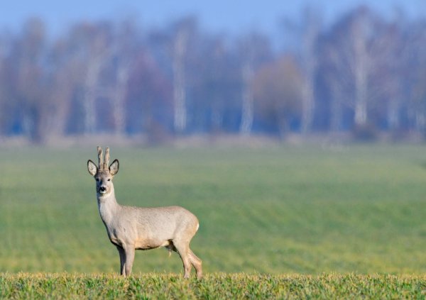 Wildtiere bekommen Nachwuchs - © Foto: Patrick Pleul