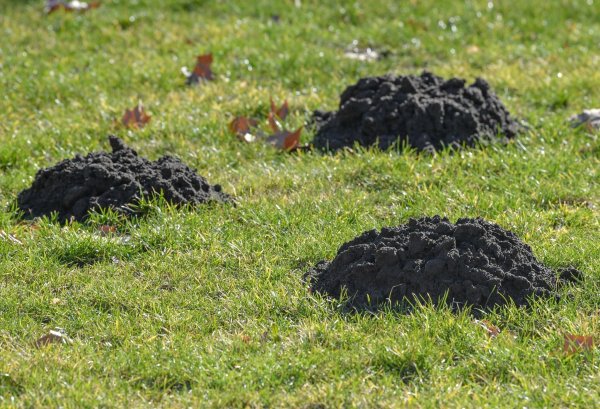 Unerwartete Gartenhilfe: Maulwürfe lockern den Boden und fressen Schädlinge. - © Patrick Pleul/dpa/dpa-tmn