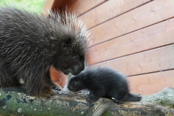 Süß, aber stachlig: Baumstachelschwein-Mama Birgit herzt ihren Nachwuchs. - © -/Tiergarten Kleve/dpa