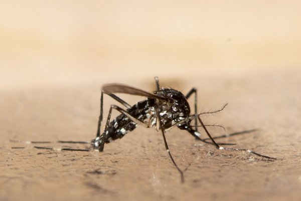 Das Chikungunya wird durch bestimmte Mücken übertragen. (Symbolbild) - © Ennio Leanza/KEYSTONE/dpa