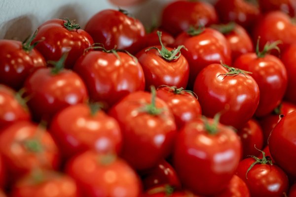 Tomaten sind nach Angaben des Bundesinformationszentrums Landwirtschaft das beliebteste Gemüse in Deutschland. - © Fabian Sommer/dpa