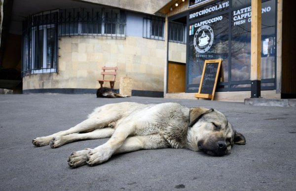 Straßenhunde sind oft gar nicht so unglücklich und allein, wie viele hierzulande meinen. (Archivbild) - © Bernd von Jutrczenka/dpa