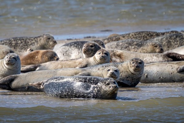 Seehunde brauchen etwa für die Aufzucht ihrer Jungtiere viel Ruhe und sollten nicht gestört werden. (Archivbild) - © Sina Schuldt/dpa