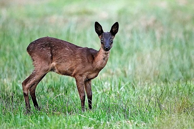 Dieses junge Reh, das durch sein sehr dunkles Fell auffällt, hat Bernd Wesner im Großen Torfmoor fotografiert. Schwarze Rehe sind eine Spielart der Natur und im Kreis Minden-Lübbecke hin und wieder zu sehen. Andernorts sind sie sehr selten.