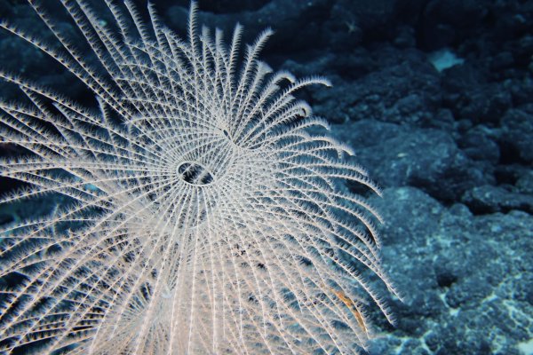 Die Tiefsee steckt voller erstaunlicher Kreaturen. - © -/Ocean Discovery League/NOAA/dpa