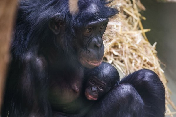 Noch ganz klein und anhänglich: Im Kölner Zoo wurde das Bonobo-Baby Milumbe geboren. - © Oliver Berg/dpa