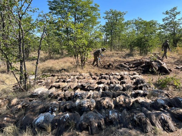 Diesen vergifteten Geiern konnten die Tierschützer nicht mehr helfen. - © --/Sanparks/dpa
