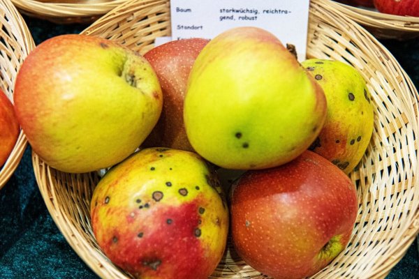 Sieht der Apfel pickelig aus, handelt es sich um Apfelschorf. Die Sorte Extertaler ist anfällig dafür. Wegwischen lassen sich die Flecken nicht. - © Bernd Diekjobst/dpa-tmn