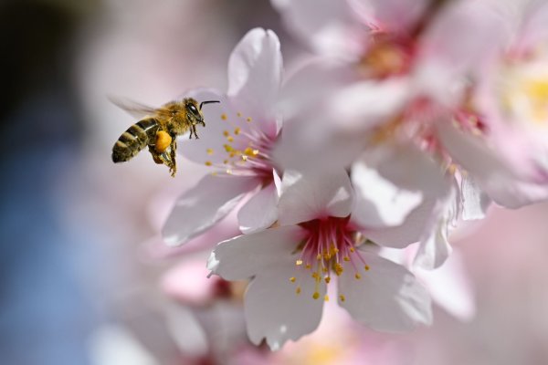 Der Frühling versteckt sich am Wochenende wieder etwas mehr. - © Uwe Anspach/dpa