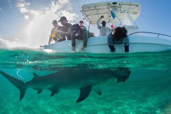 In den Gewässern der Bahamas gibt es für die Tiere reichlich Beute. - © Gabby Lozada/eurekaalert.org/dpa