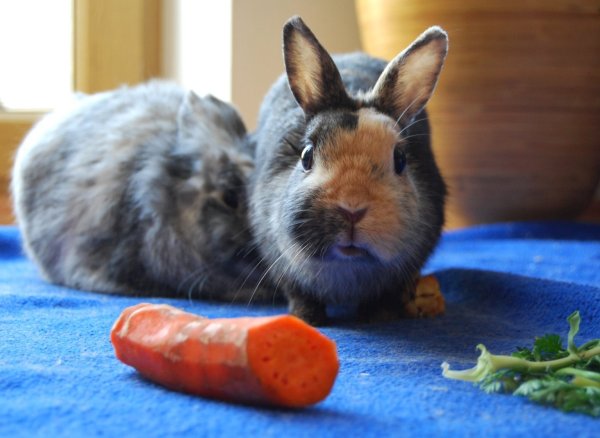 Kein Trockenfutter für Kaninchen - © Foto: dpa
