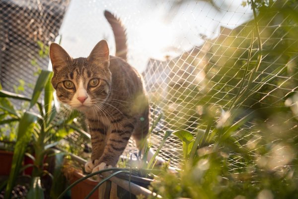 Katzen balancieren gerne auf der Balkonbrüstung - © Foto: Franziska Gabbert/dpa-tmn