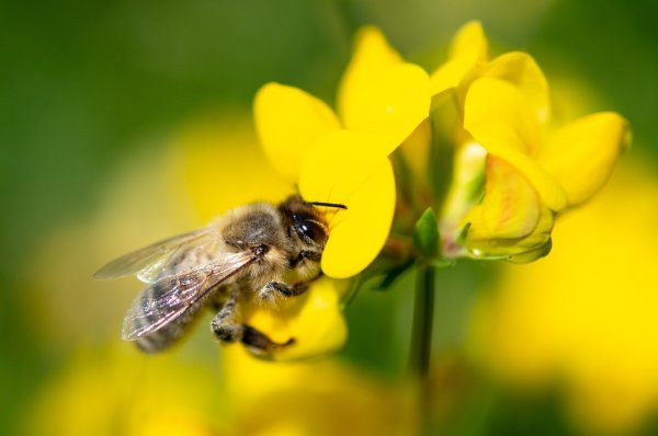 Biene - © Foto: Fabian Sommer/dpa