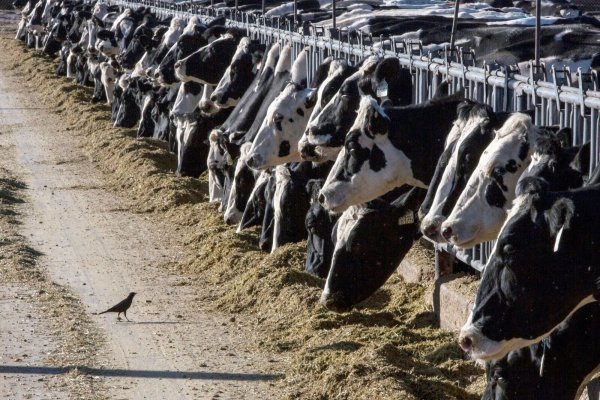 Milchkühe können über die Zitzen mit dem Vogelgrippe-Erreger infiziert werden. - © Rodrigo Abd/AP/dpa