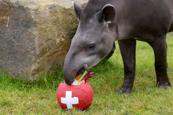 Tapir Theo frisst in seinem Gehege im Allwetterzoo das Gemüse aus dem Ball der Schweiz. - © Christoph Reichwein/dpa