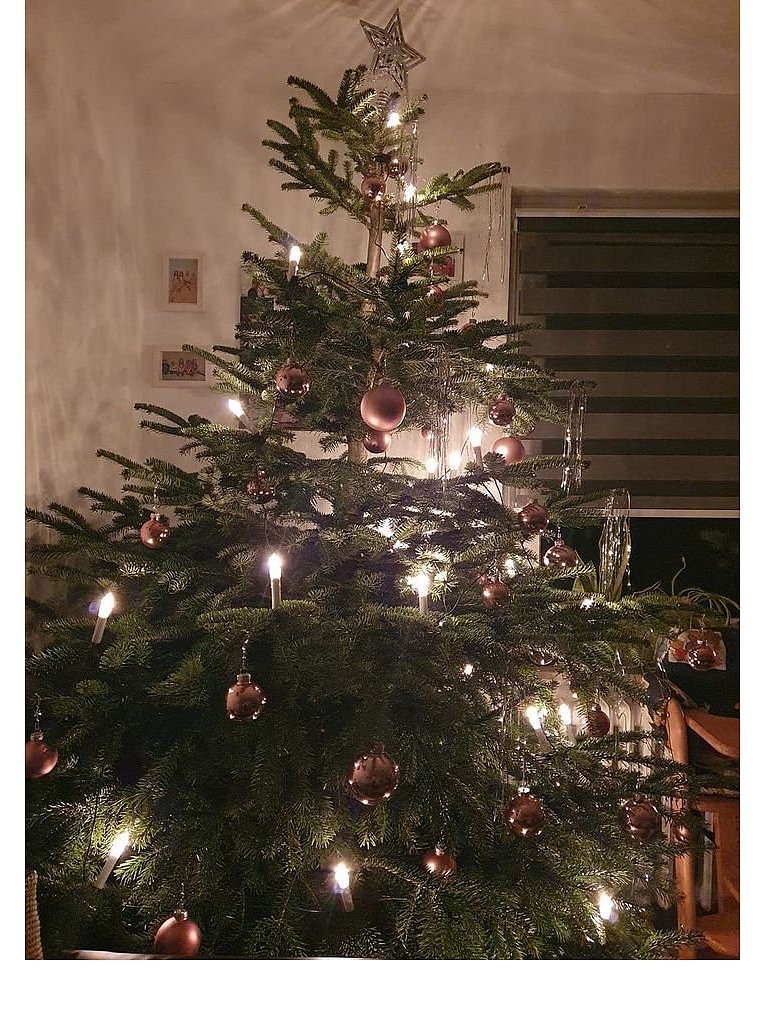 Weihnachtsbäume in Lippe