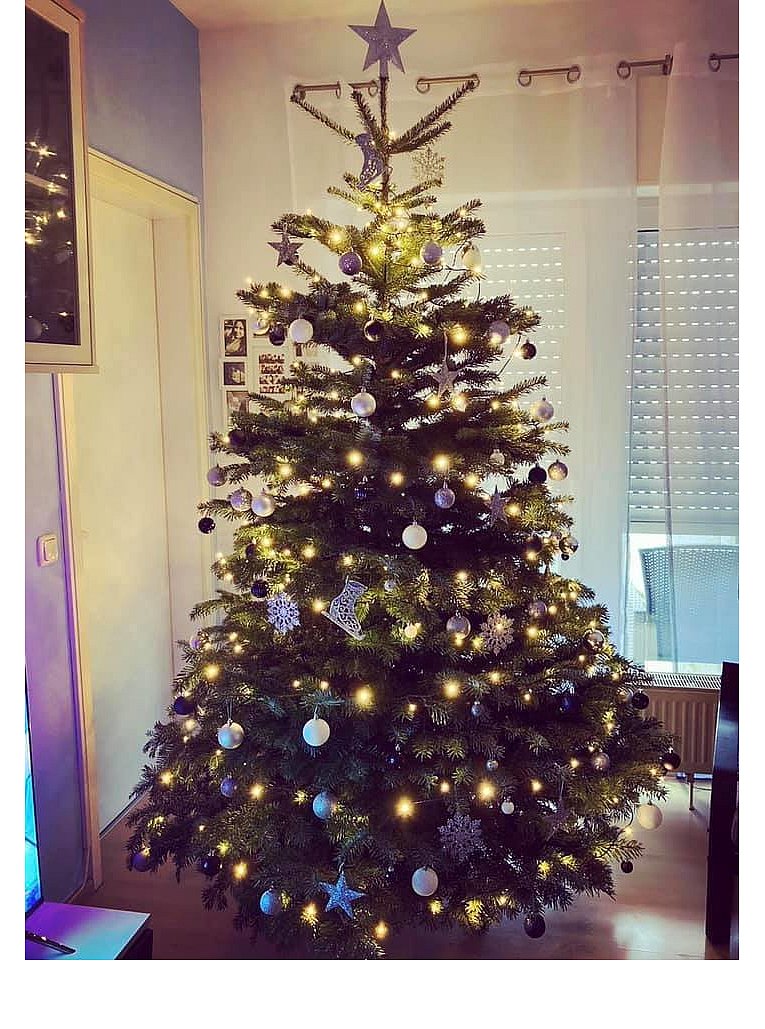 Weihnachtsbäume in Lippe