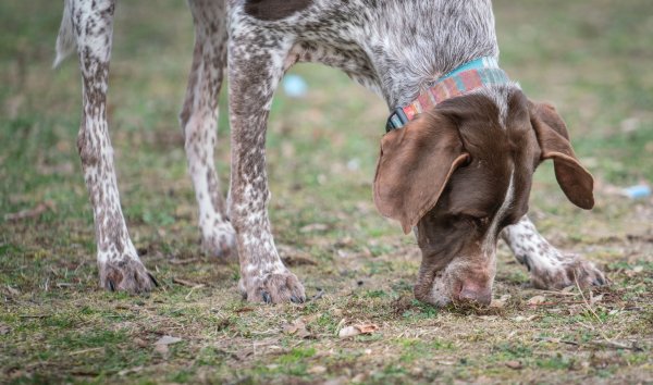 Hund Nevio - © Foto: Frank Rumpenhorst