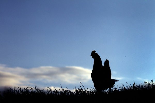 Huhn - © Foto: Karl-Josef Hildenbrand