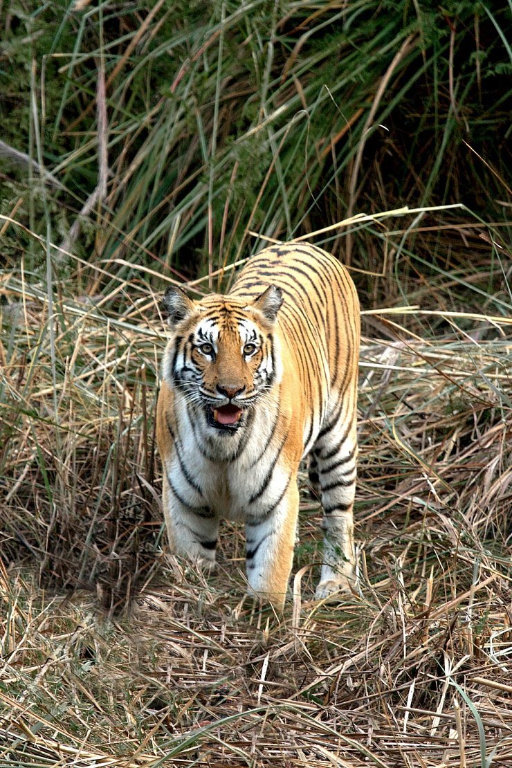 Wenn Tiger Menschen töten - © Foto: Samit Jung Thapa/Hariyo Ban Program/WWF Nepal/dpa