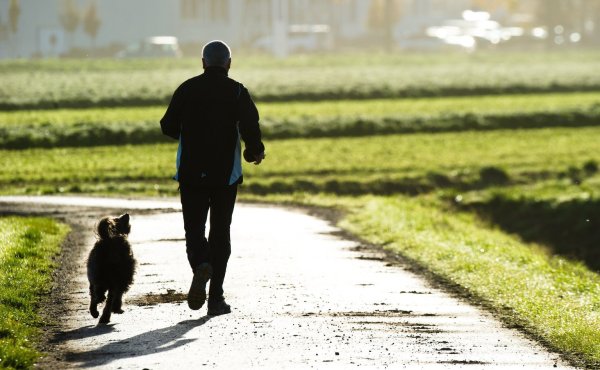 Dogsharing - © Foto: Christoph Schmidt/dpa