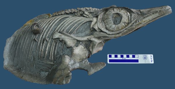 Fischsaurier - © Foto: D.Cortes / SMNS/Staatsliches Museum für Naturkunde Stuttgart/dpa