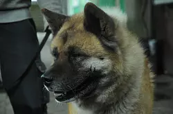 Teddy ist seit sechs Jahren im Tierheim. Warum der Akita Inu seinen Namen tr&auml;gt, ist klar. - &copy; Heiko Kaiser