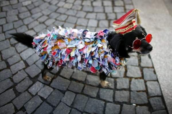 Hund mit Kostüm an Karneval - © Foto: Rolf Vennenbernd/dpa/dpa-tmn