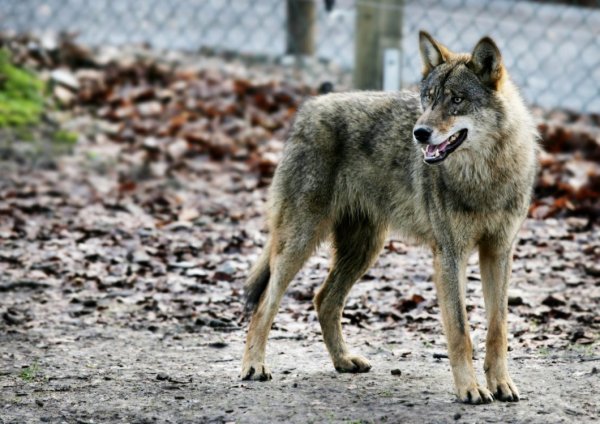Nach der Operation ist Smilla nicht wieder aus der Narkose erwacht. - © Sarah Jonek
