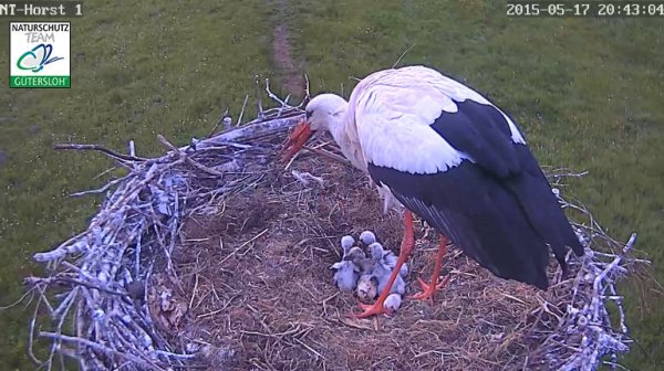 Storch mit Nachwuchs: Über die Webcam des Naturschutzteams können die Küken gut beobachtet werden. - © Foto: Daniel Schlink