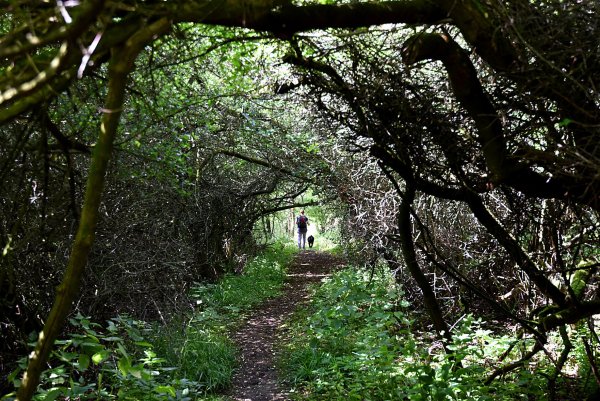 Wie im Märchen: Der Zwerg-Anton-Weg führt durch den Dornröschenwald. - © Benjamin Möller