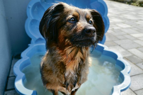 Erfrischend: Hundedame Emmi nimmt ein kleines Bad im Planschbecken. So lässt es sich einigermaßen aushalten. - © Mareike Patock
