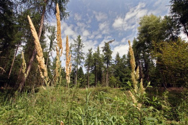 Bleibt unberührt:das Naturschutzgebiet Schwalenberger Wald - © Bernhard Preuss