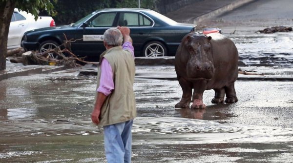 Das entlaufene Nilpferd fühlt sich bei den schäumenden Wassern sicher wohler als manch andere Zootiere - © dpa