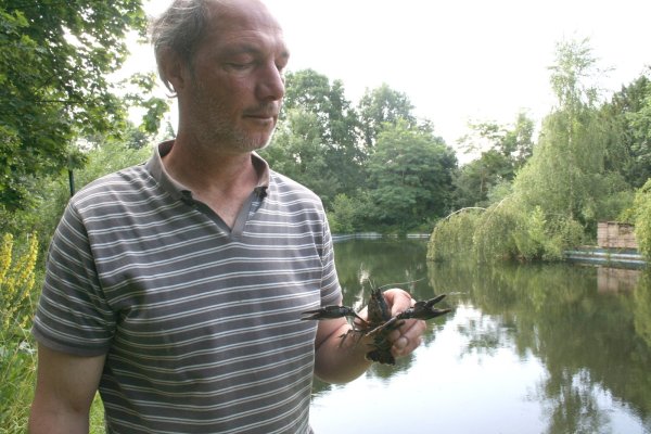 Seltene Krebsart: Andreas Beerens zeigt einen Bewohner des ehemaligen Schwimmerbeckens im stillgelegten Freibad Schötmar. - © Jan Christian Pinsch